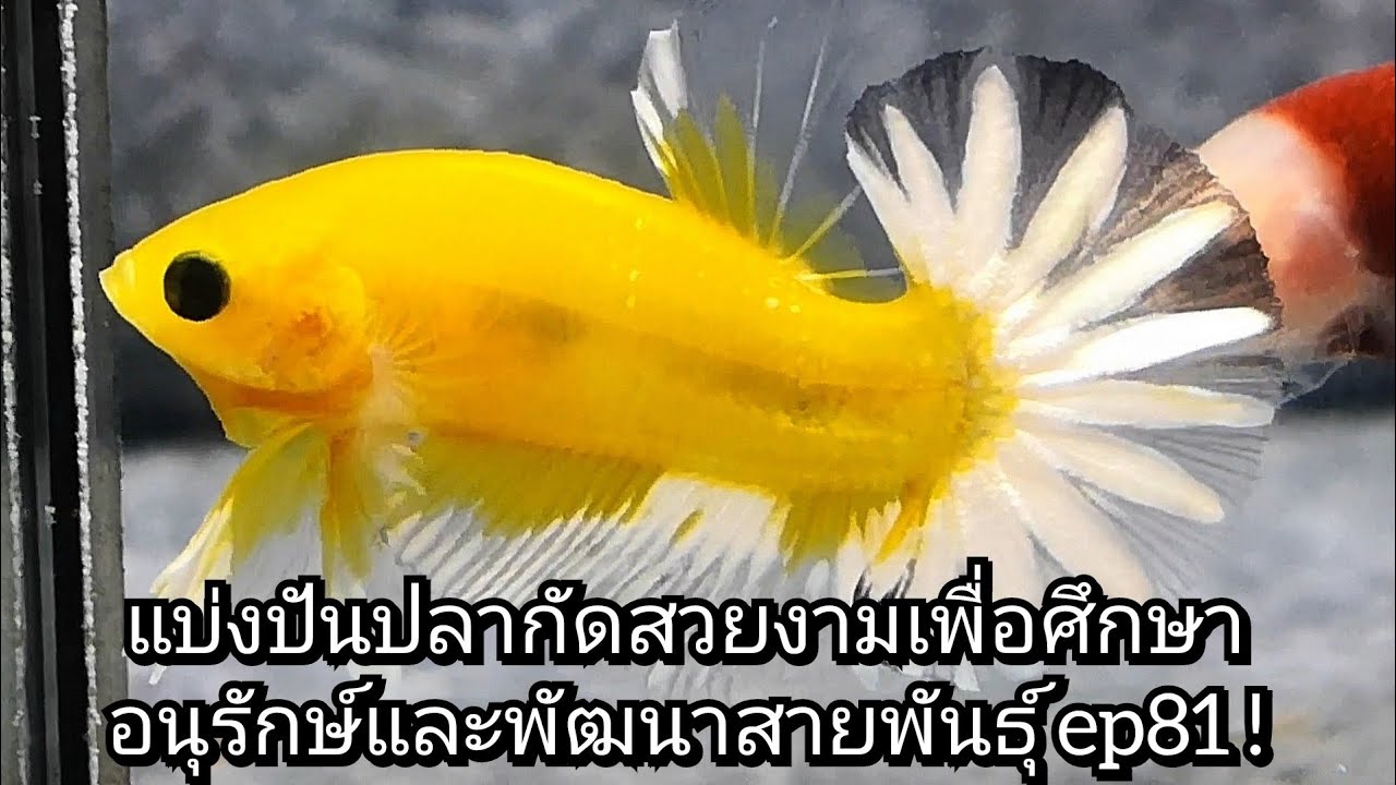 แบ่งปันปลากัดสวยงามเพื่อศึกษาอนุรักษ์และพัฒนาสายพันธุ์ ep81 ! #ปลากัดสวยงาม #เพาะปลากัด #betta