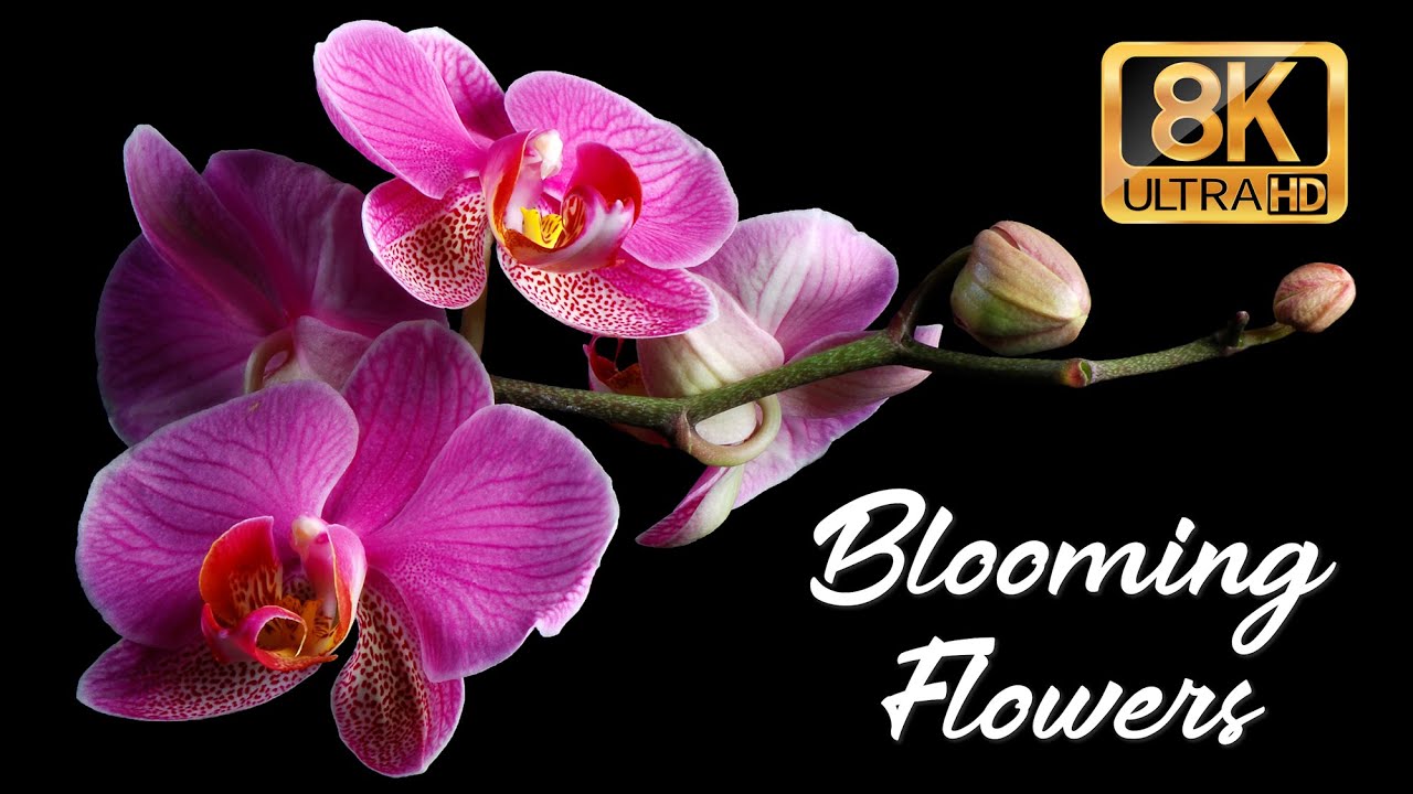DANCING  FLOWERS 🌹 WHY BLOOMING FLOWERS ARE SO MAGICAL... | 4K TV / 8K Video