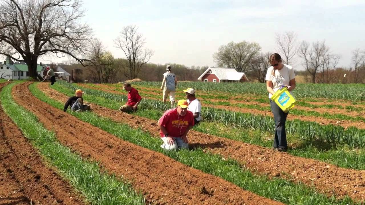 onion set planting 2012, Red Wiggler Community Farm
