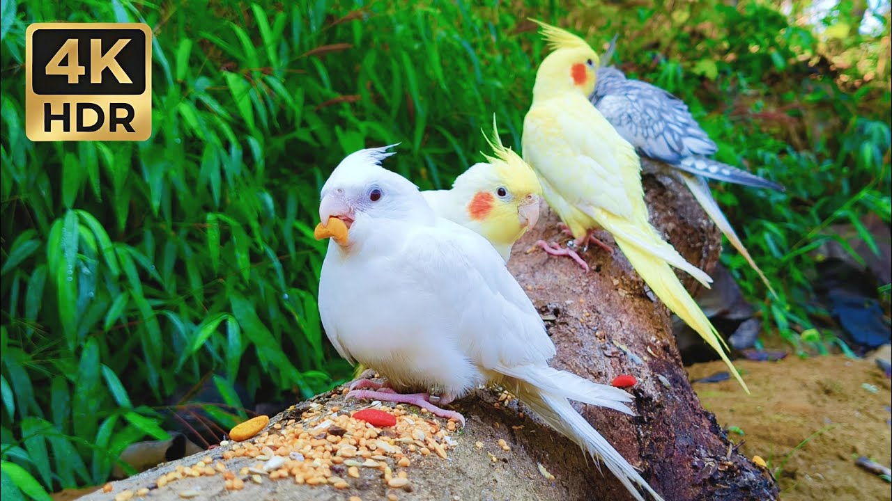 Chirpy Cockatiel Feast in Nature • 1 Hour of Happy Bird Sounds & Feeding Ambience (4K HDR)