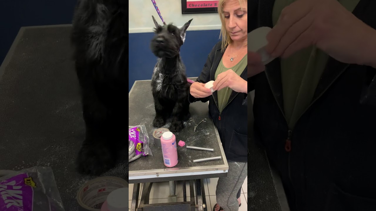 Posting Cropped ears on the Giant Schnauzer