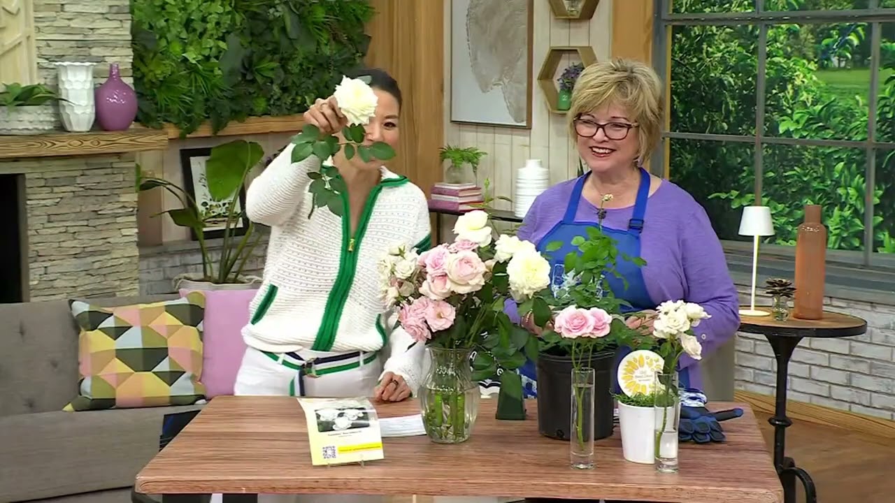 Girl Next Door 1-Piece Scentables Rose Live Plants on QVC