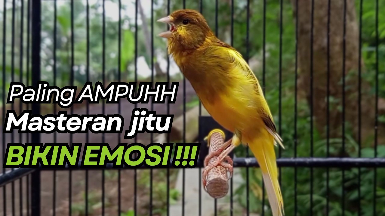 KENARI GACOR Cuit CUIT BIRAHI UNTUK PANCINGAN & MASTERAN Kenari PAUD AGAR BUNYI