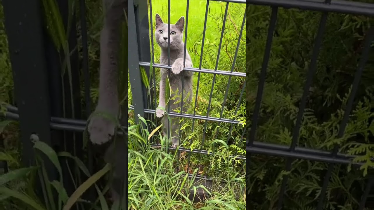 How Gini started climbing #cat