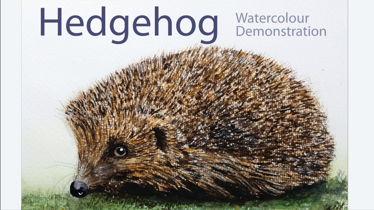 How to paint a Hedgehog - Watercolour painting demonstration