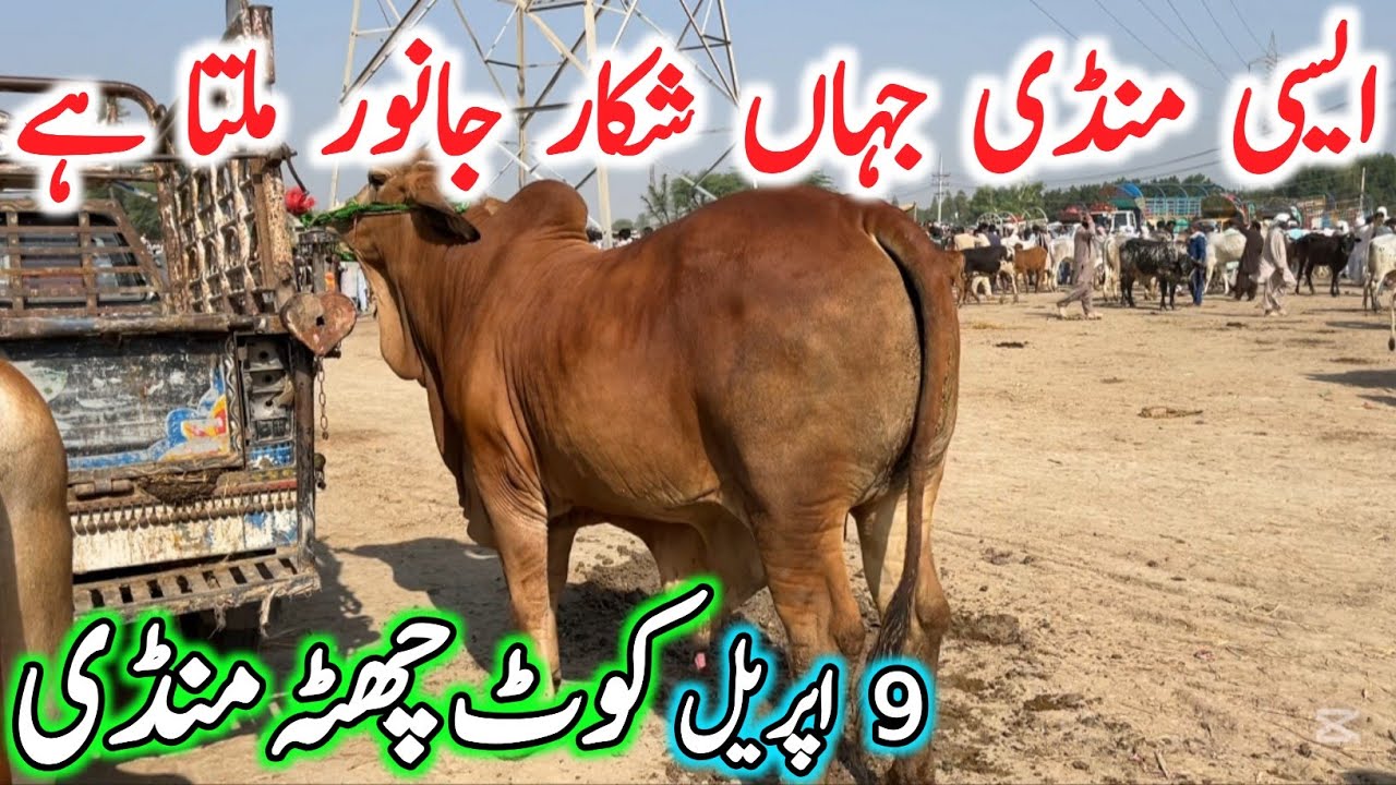 Kot Chutta Cow Mandi 2026 | Sahiwal Cholistani Dajli Sibbi Bachre | Qurbani 2026 Bachre | Chand TV 🔥