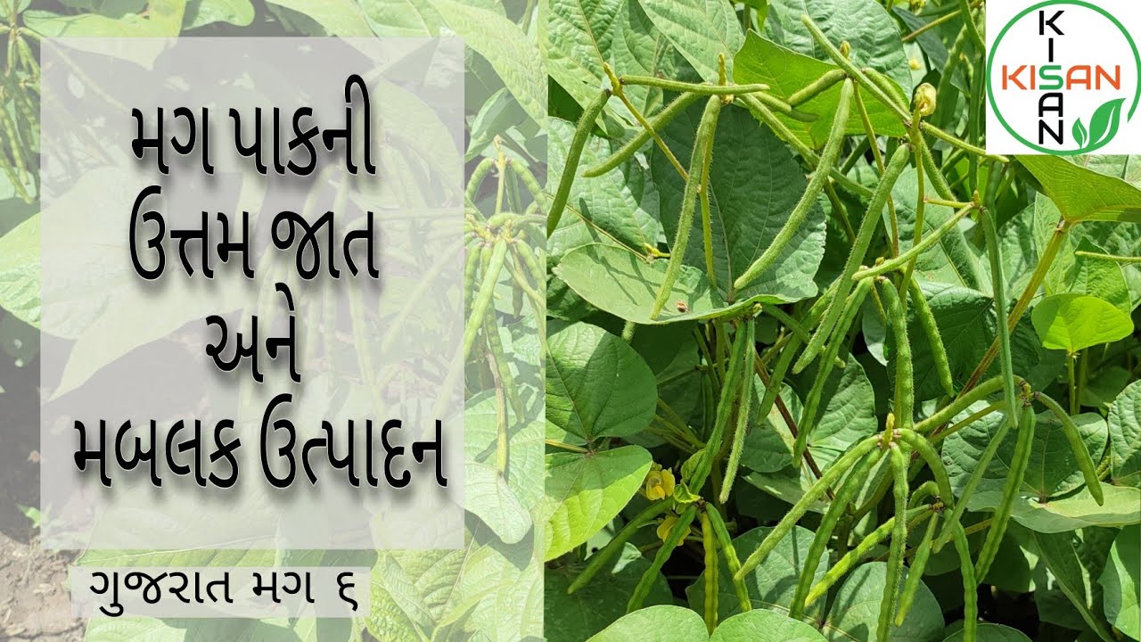 ગુજરાત મગ-6 | મગ પાકની ઉત્તમ જાત & મબલક ઉત્પાદન | Moong (Green Gram) Farming Guide MoongFarming
