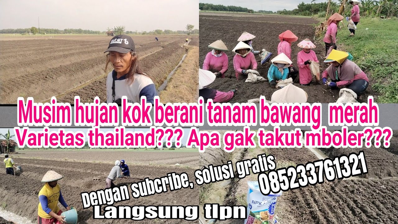 tutorial tanam bawang merah varietas thailand di musim penghujan
