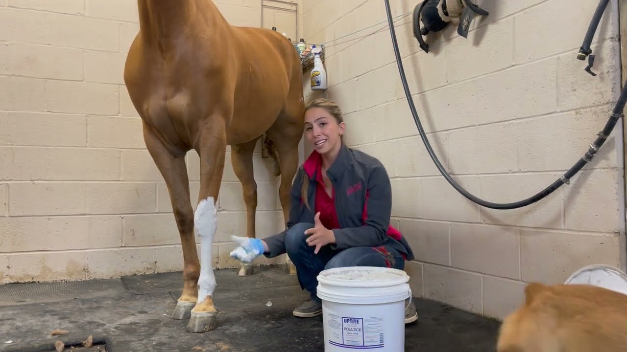 Poultice 101 | FarmVet