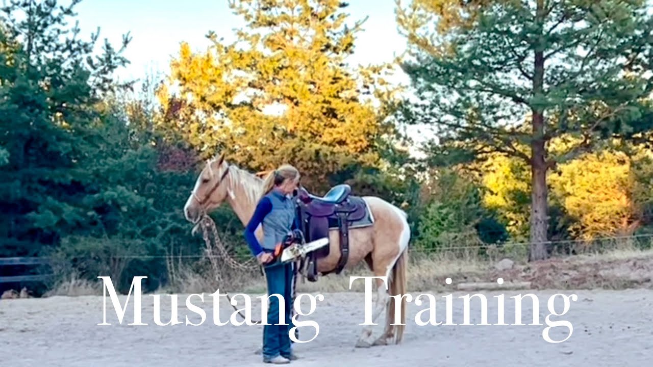 Wild Mustang Horse Training | Chainsaw | First Gallops | Bosal | Stops | Horsenook