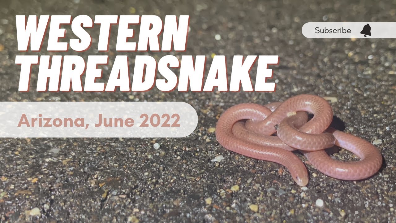 A Week Herping Southern Arizona (June 2022) - My Lifer Western Threadsnake!