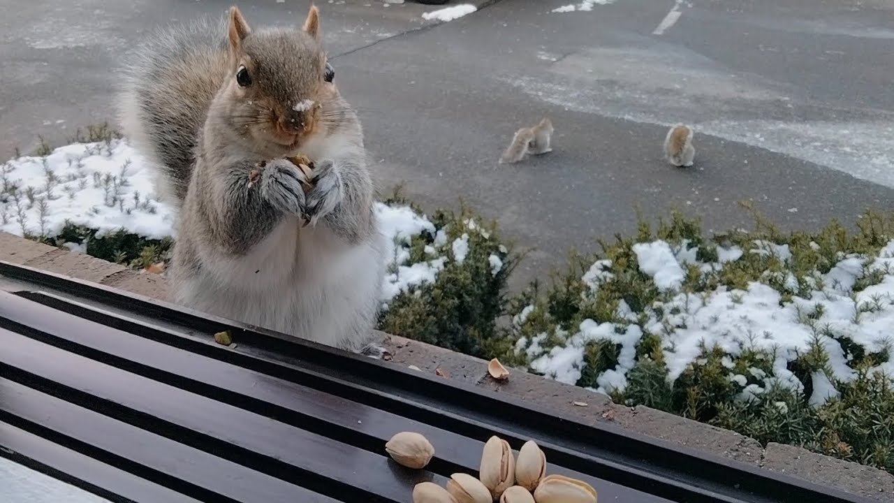 Squirrels' reactions to pistachios