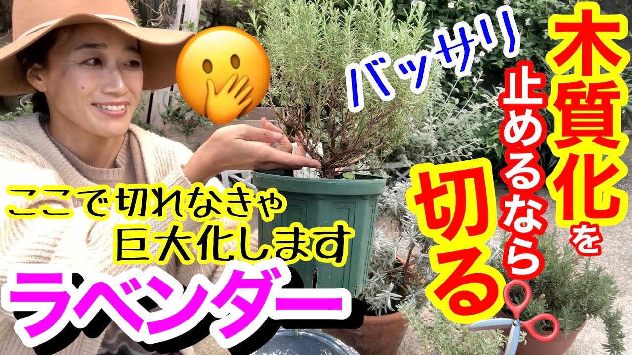 【ラベンダー強剪定】秋もしくは2-3月✂️秋はフレンチラベンダーをバッサリ切ります🪻/ 乱れた株姿を整えるのが強剪定/ ただ○○には要注意⚠️系統ごとの強剪定時期も教えます【ガーデニング】