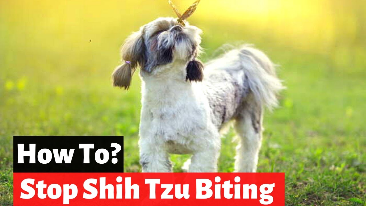 How to Train a Shih Tzu Puppy to Not Bite you? Stop Shih Tzu Puppy Biting Behavior