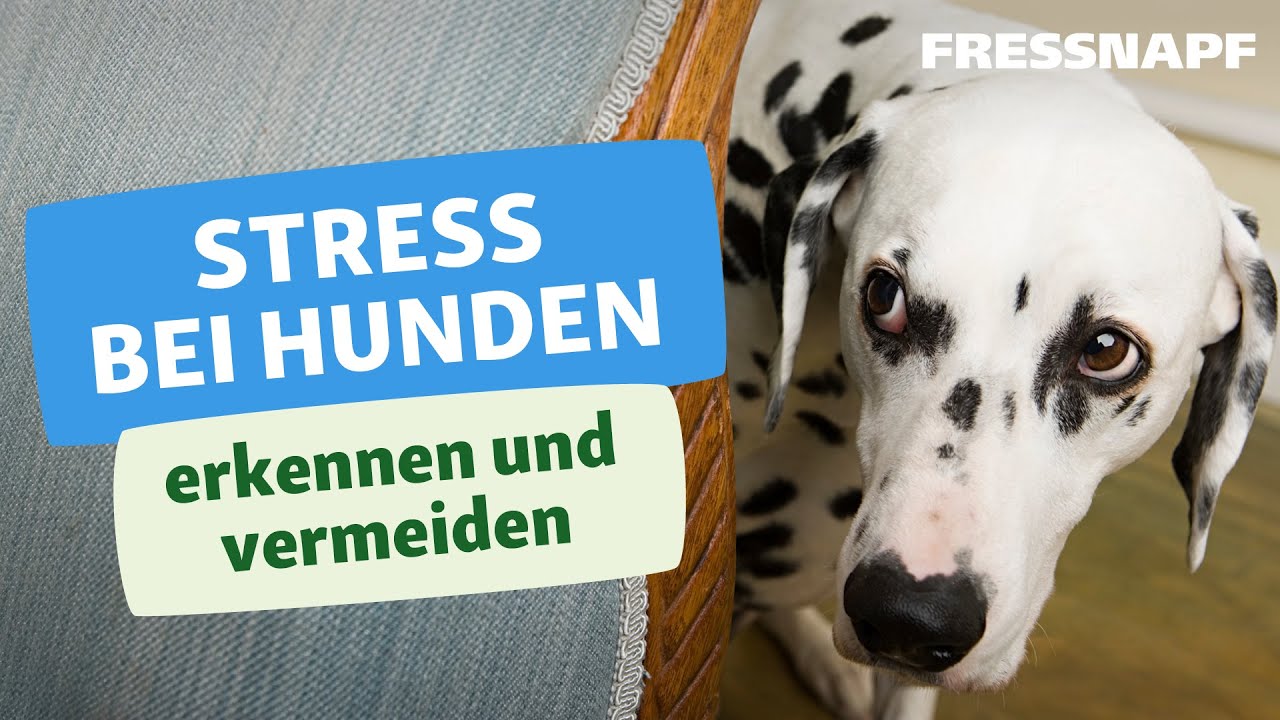Stress bei Hunden erkennen und vermeiden I FRESSNAPF