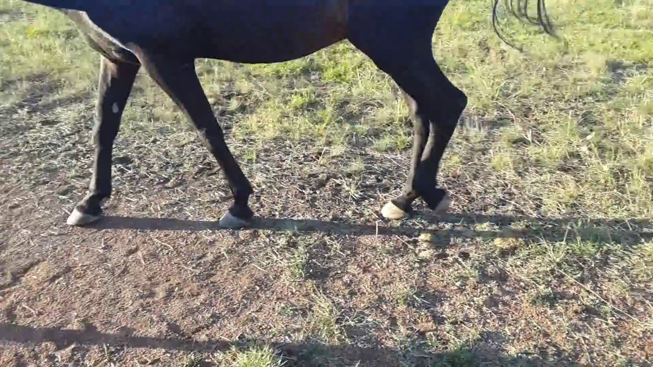 Darcy popping fetlock