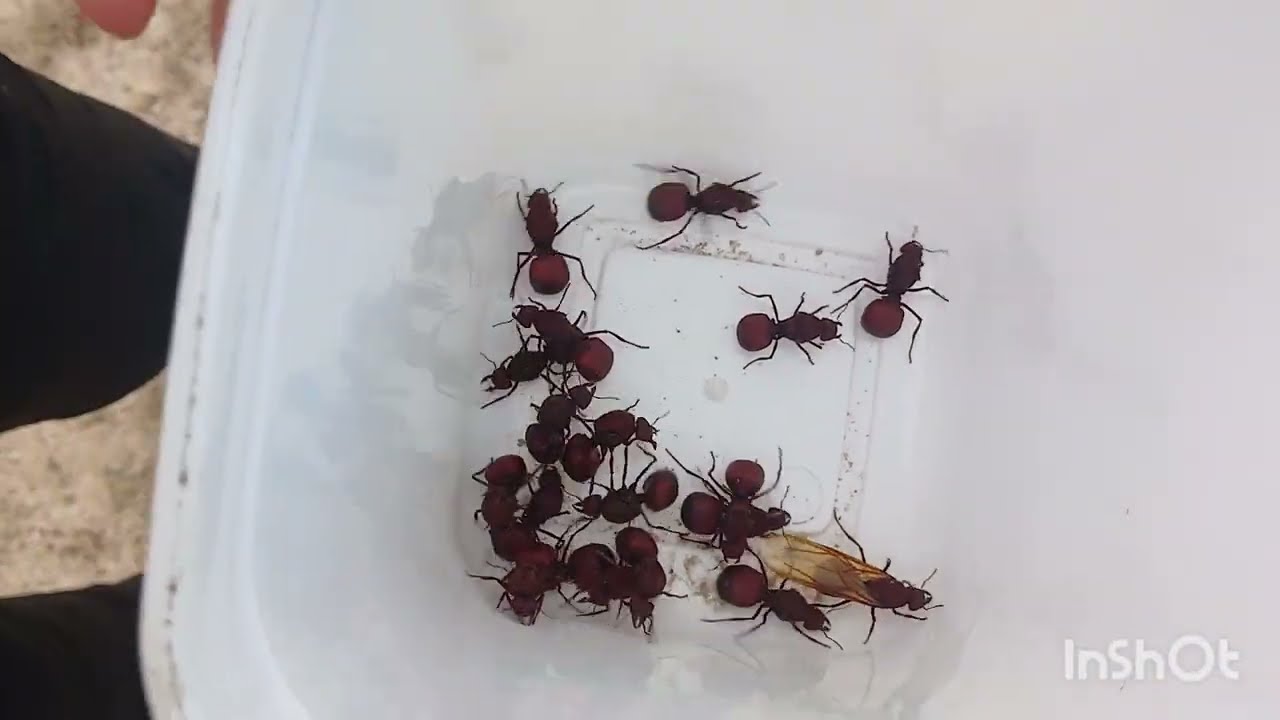 Pegando tanajura 