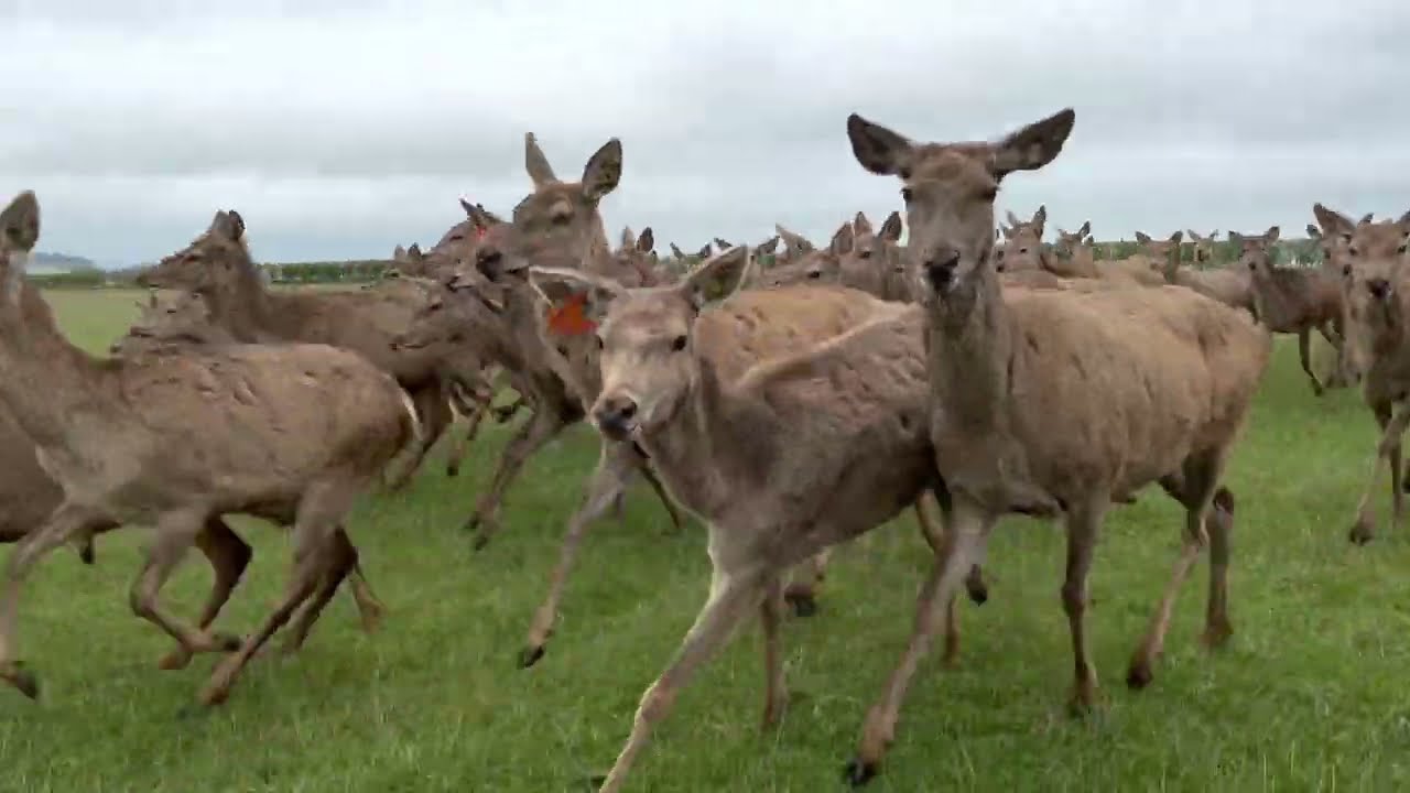 Working with the Deer