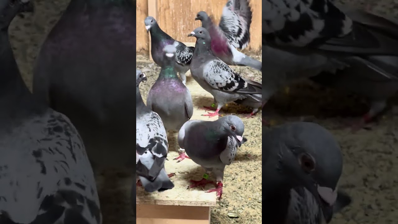 قبل السباق بيومين ادلهم باجر ان شاء الله نوديهم للنادي او الله يوفق الجميع