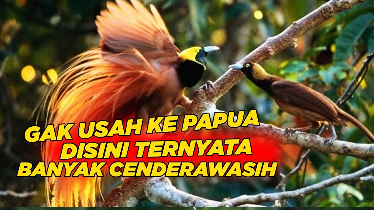 GAK HANYA DI PAPUA, DI JAKARTA JUGA BISA LIHAT CENDERAWASIH BERANAK PINAK DENGAN BEBAS