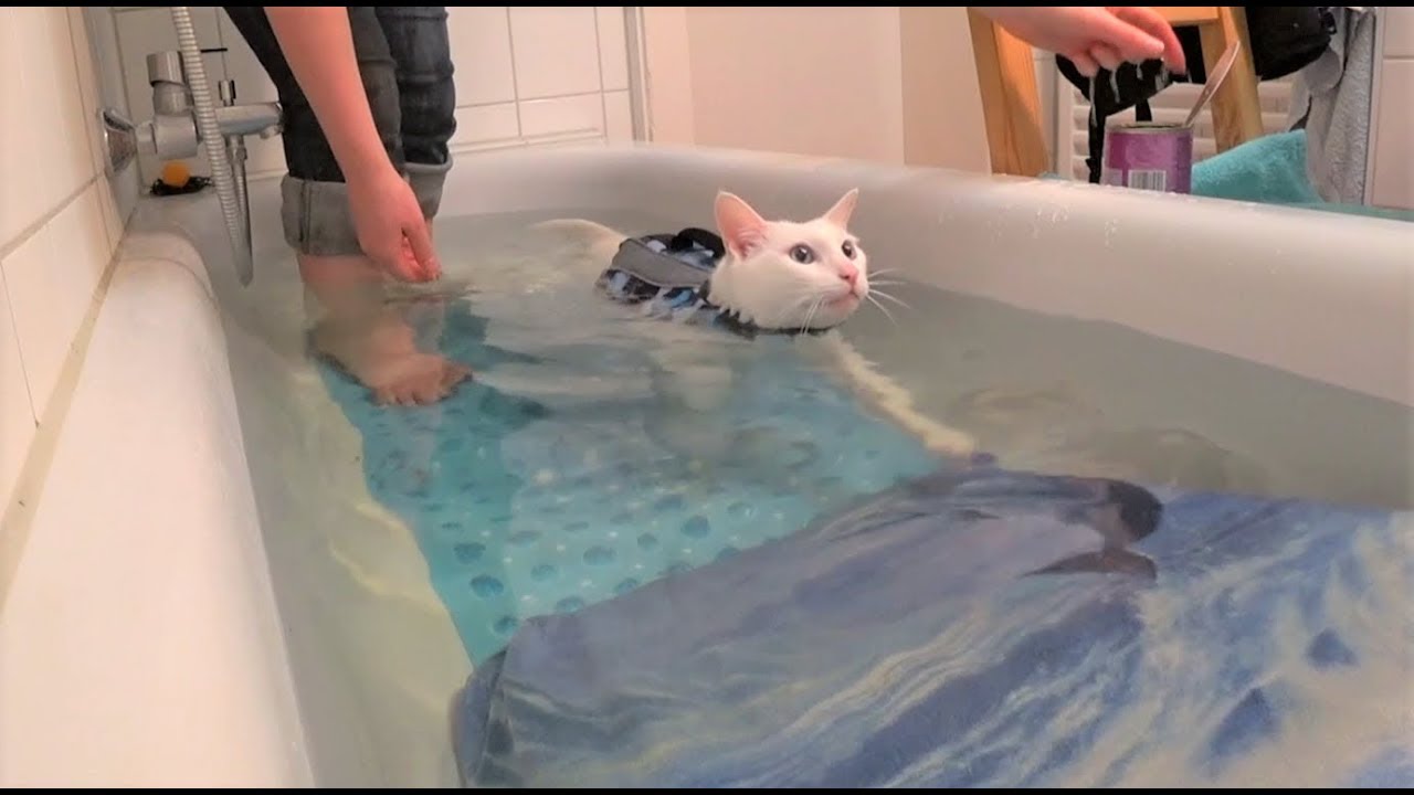 Cats First Swimming Training with Life Vest || Katzen Erstes Schwimm-Training mit Schwimmweste