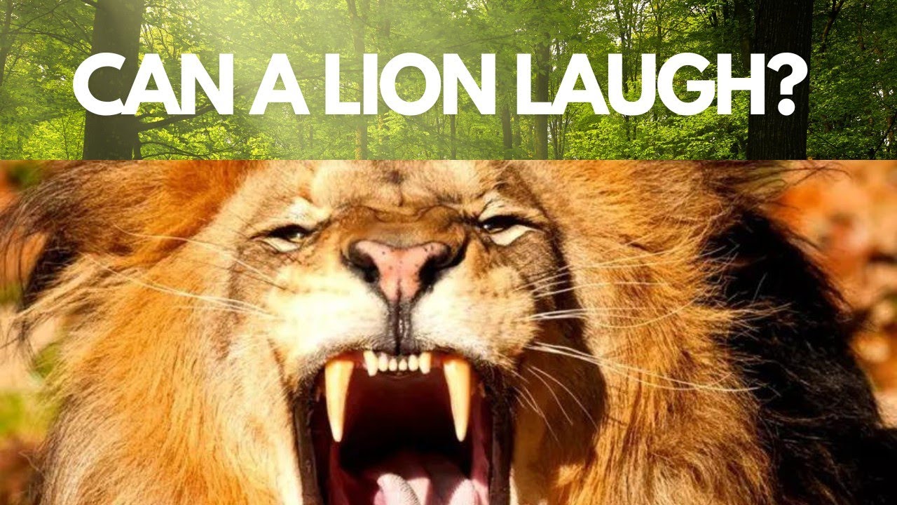 Can A Lion Laugh? You May Be Surprised At The Answer!