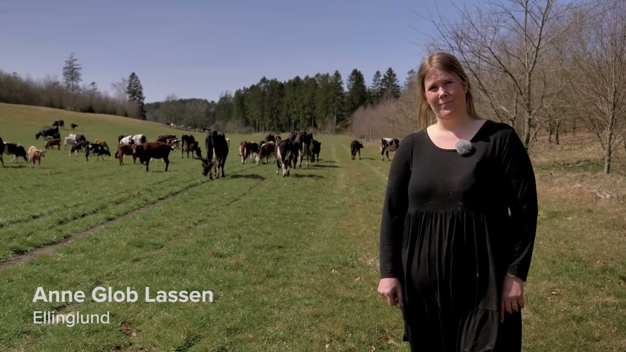 Ko med kalve på græs