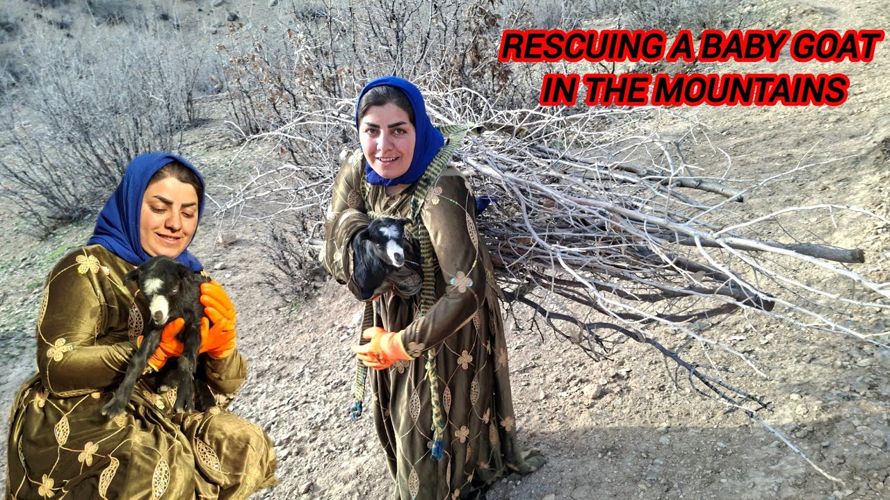 Beautiful moment: from collecting wood to rescuing a baby goat
