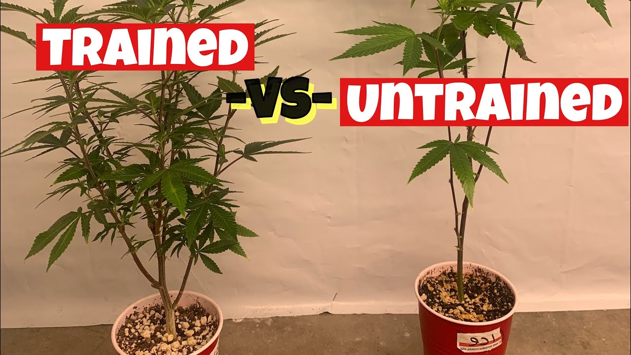 TRAINED -VS- UNTRAINED CANNABIS PLANTS , GROWING INDOOR WEED UNDER FC 6800
