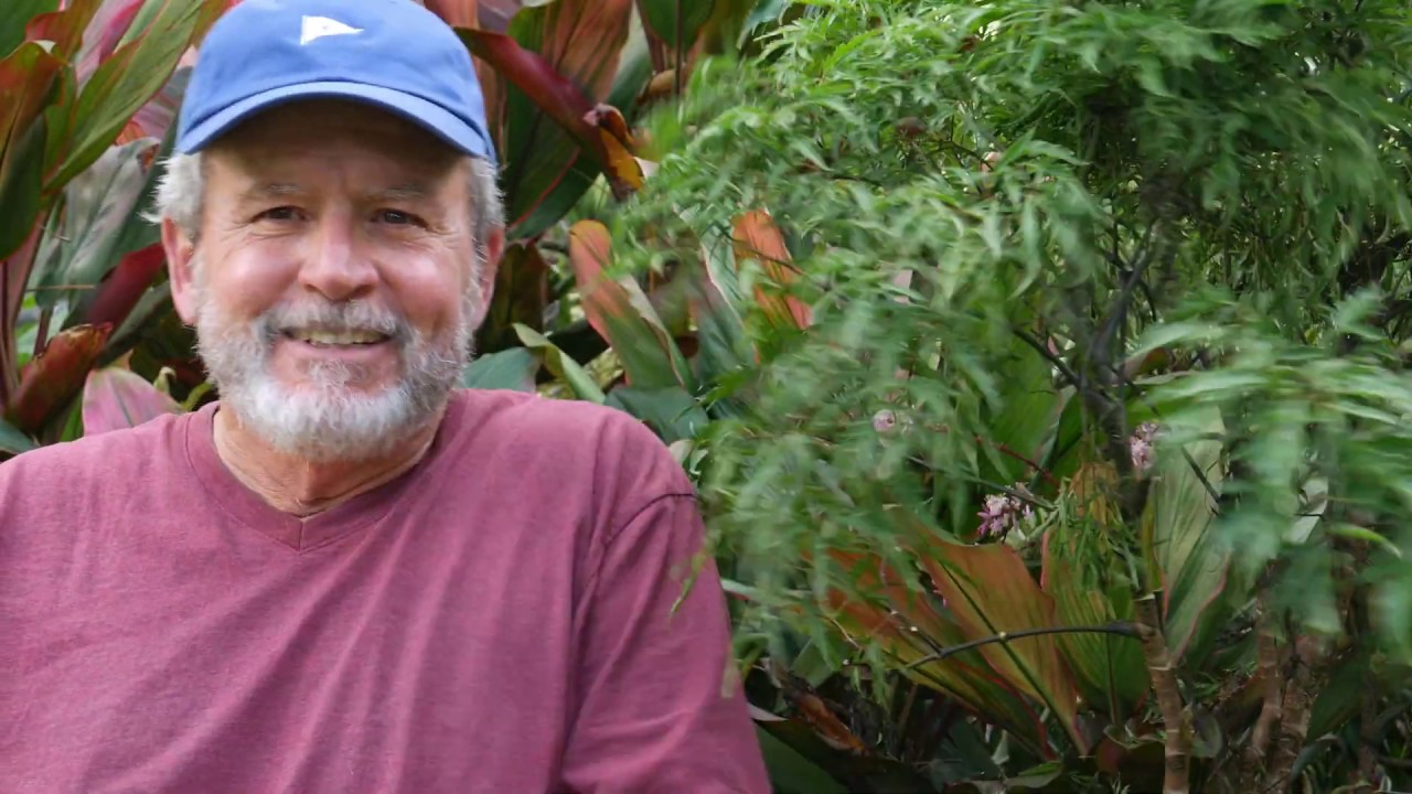 Ming Aralia: A Tropical Favorite of Mine | How to Grow Ming Aralias