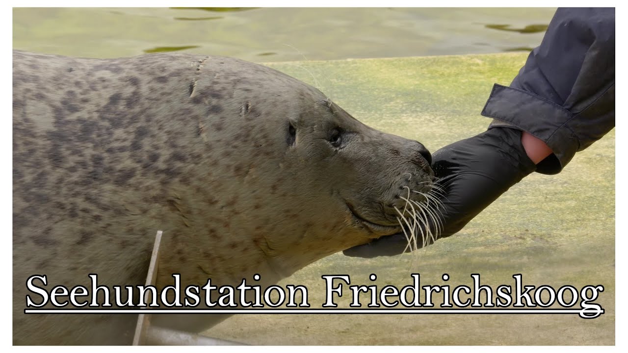 Hier werden Heuler aufgezogen - Die Seehundstation Friedrichskoog 🦭