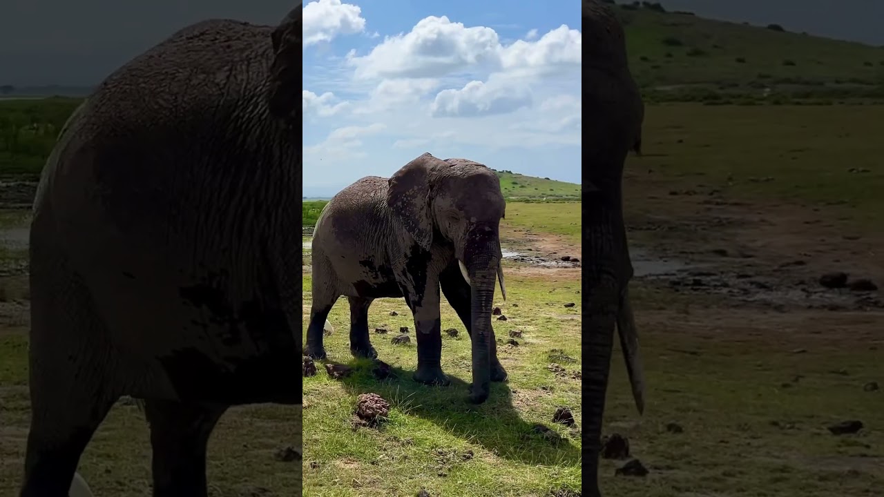 Safari w Kenii! Dzikie zwierzęta i niezapomniane widoki! Kenia Safari !#safari #afryka #kenia #kenya