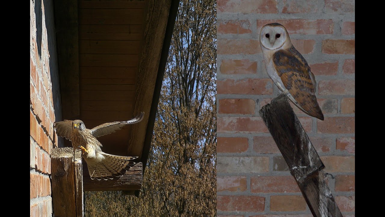 Posatoio - Fototrappola Gheppio, Civetta e Barbagianni