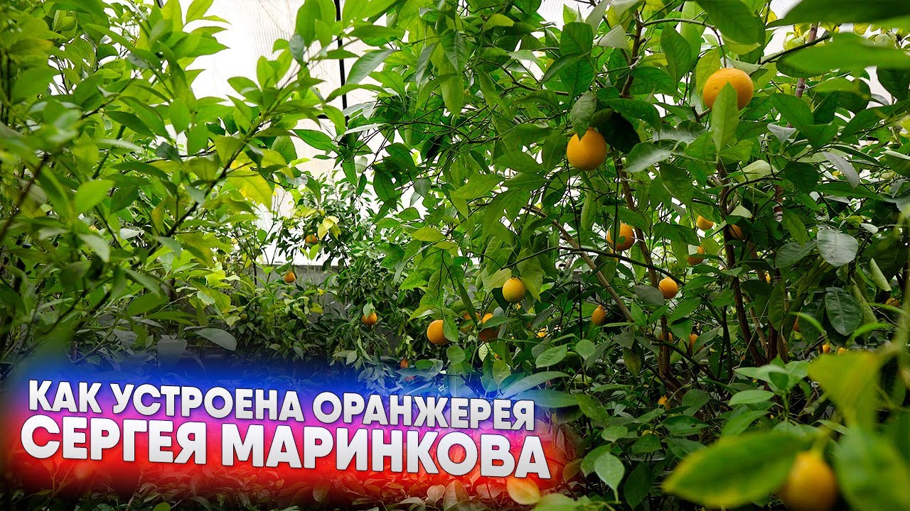 Как устроена оранжерея Сергея Маринкова
