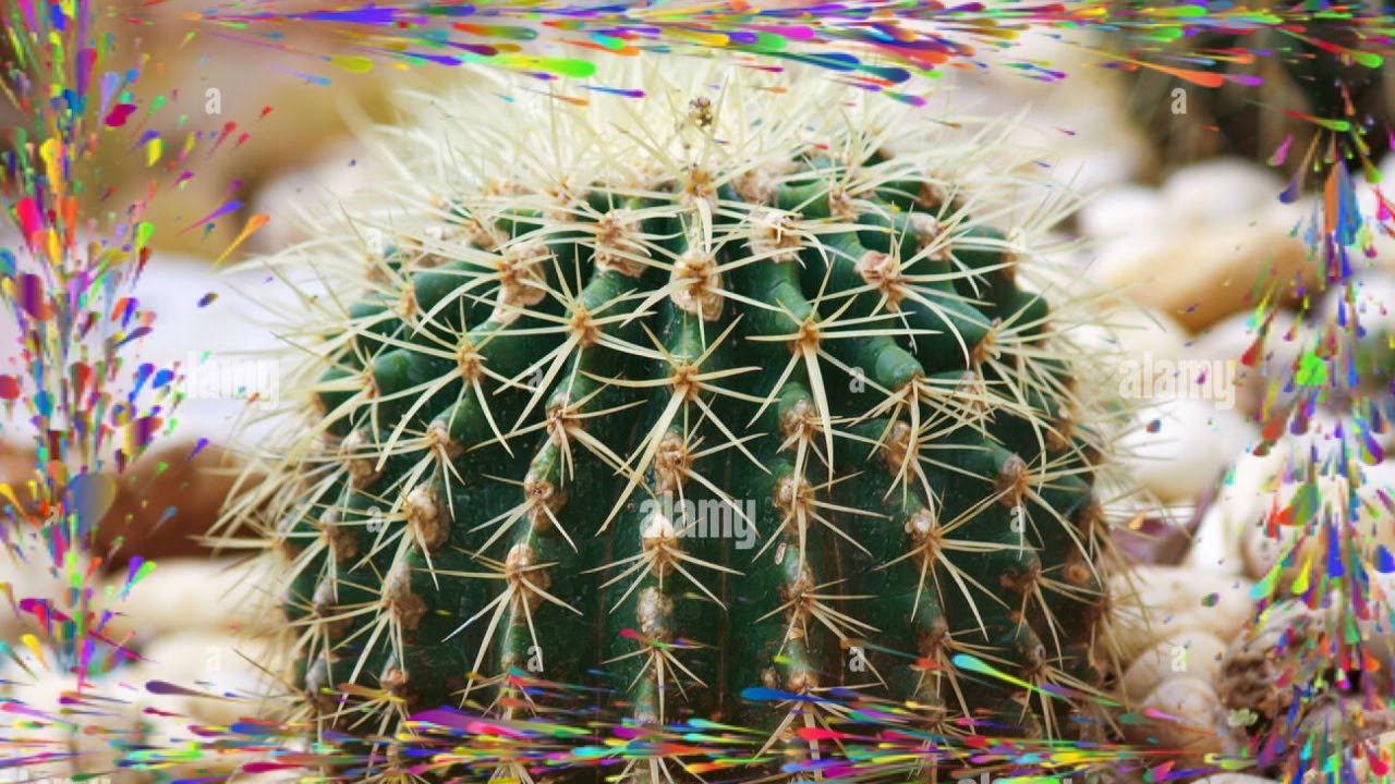 Le cactus qui a fait le tour du globe!