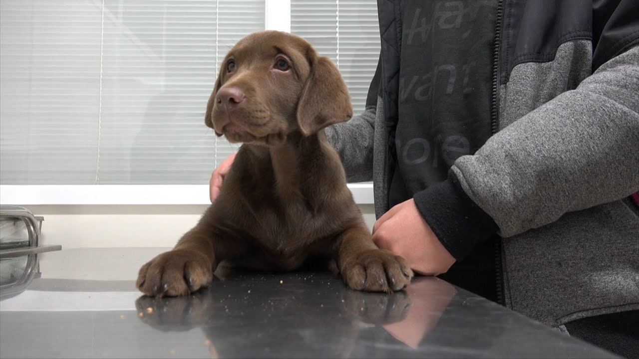 VOTV - Consells veterinaris: vacunació dels gossos cadells