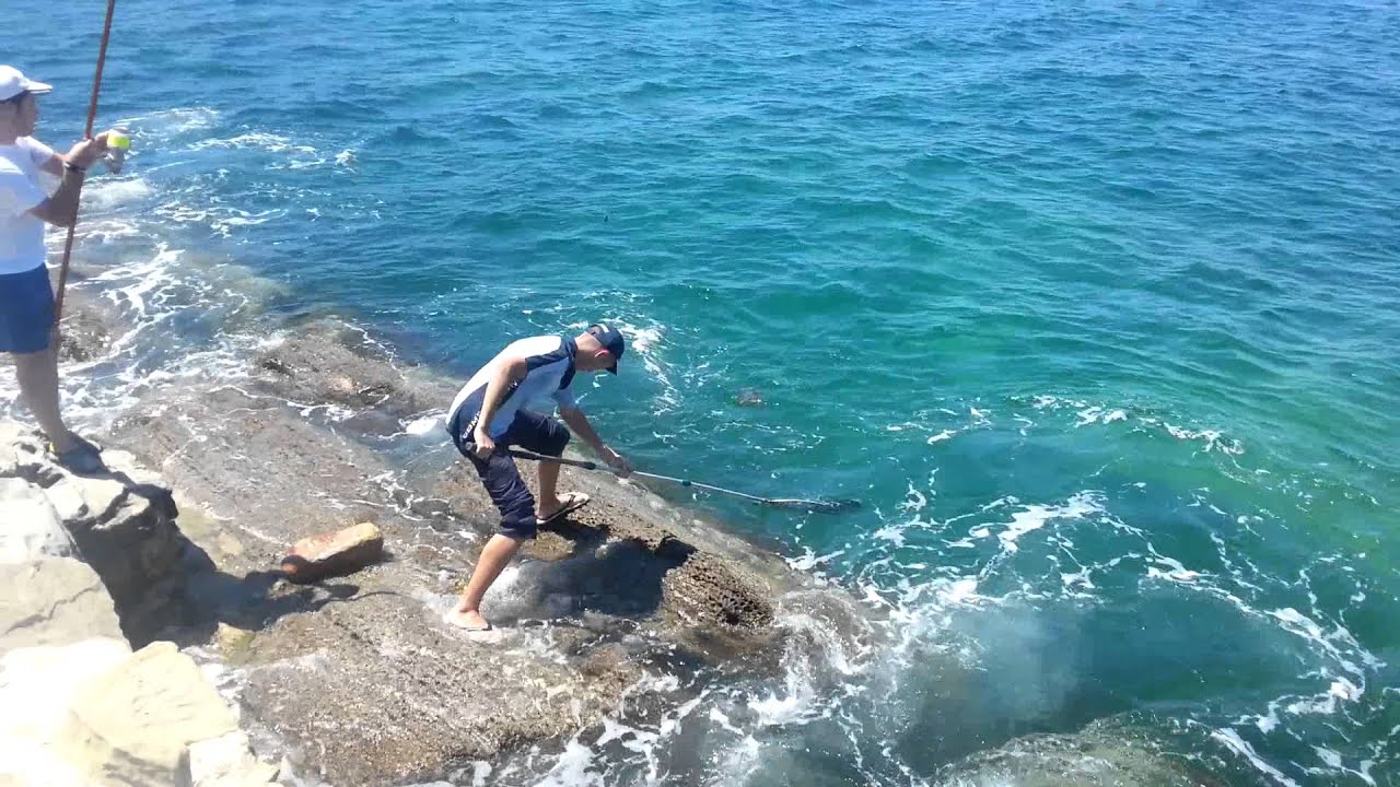 Surfcasting sargo soldado