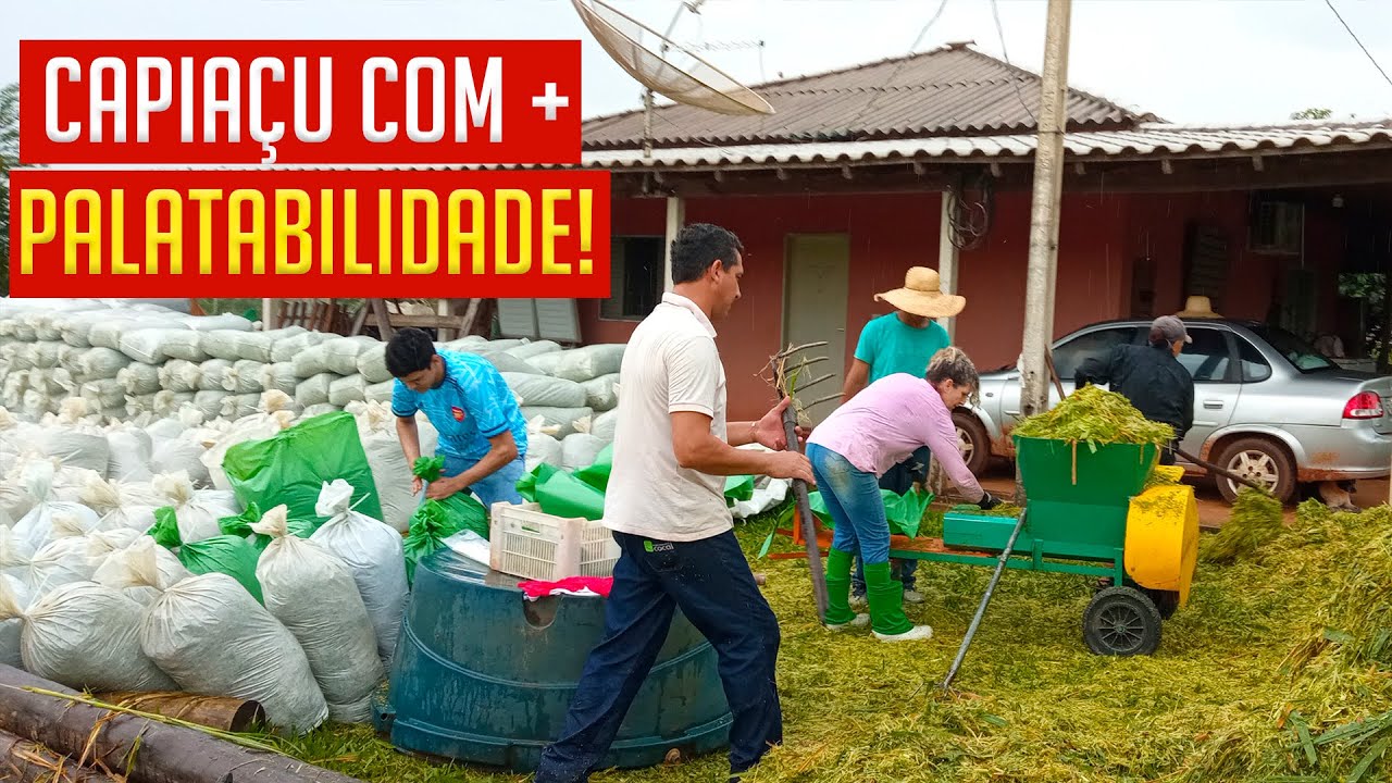 Como fazer SILAGEM do BRS CAPIAÇU para ANIMAIS fracos com mais PALATABILIDADE!?