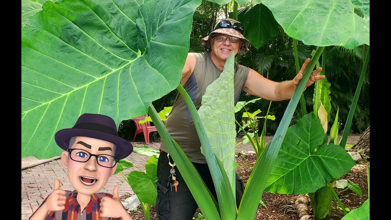 Steve grows Giant Elephant Ear Colocasia 🐘