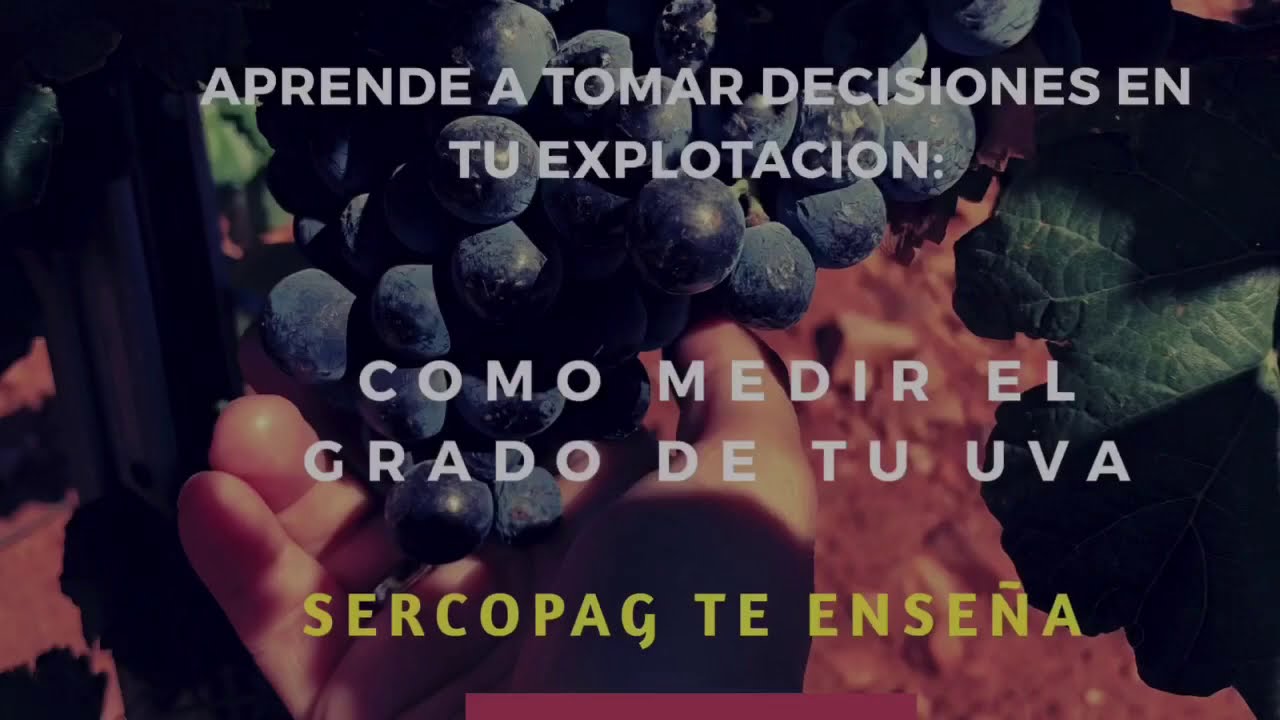 Aprende a como medir el grado de tu uva y toma decisiones acertadas en la vendimia.