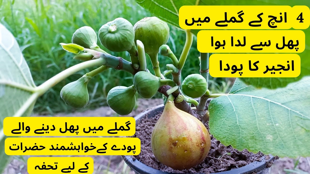 Fig Plant Producing Lots Of Fruit In 4 Inch Pot | Rare Garden