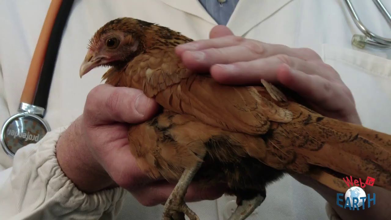 LA GALLINA NANA COME PET DA COMPAGNIA