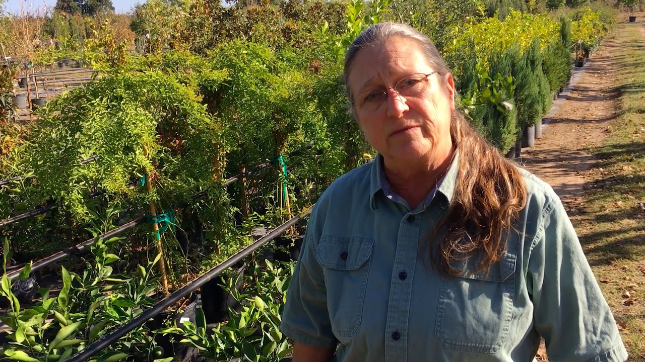 Grow Citrus in Your Landscape