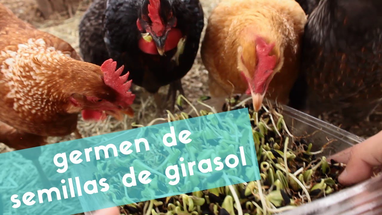 Cómo hacer germen de semillas de girasol para nuestras gallinas
