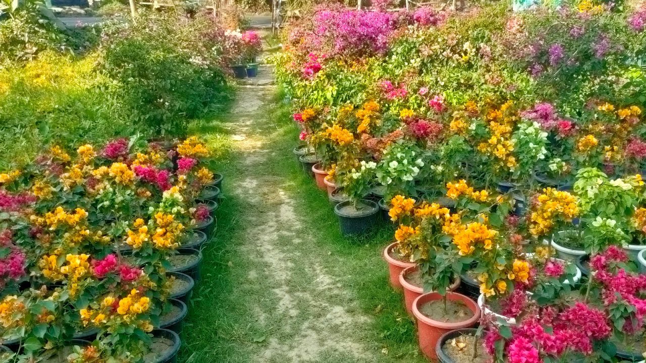 Wholesale Bougainville nursery kolkata Thai variety and exotic plant available 9062334424