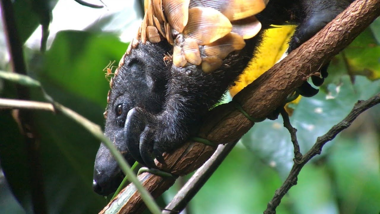 Birding in Ghana