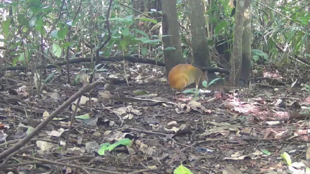 Instalei uma câmera na mata e olha quem apareceu! 🎥Cutias e Jacus