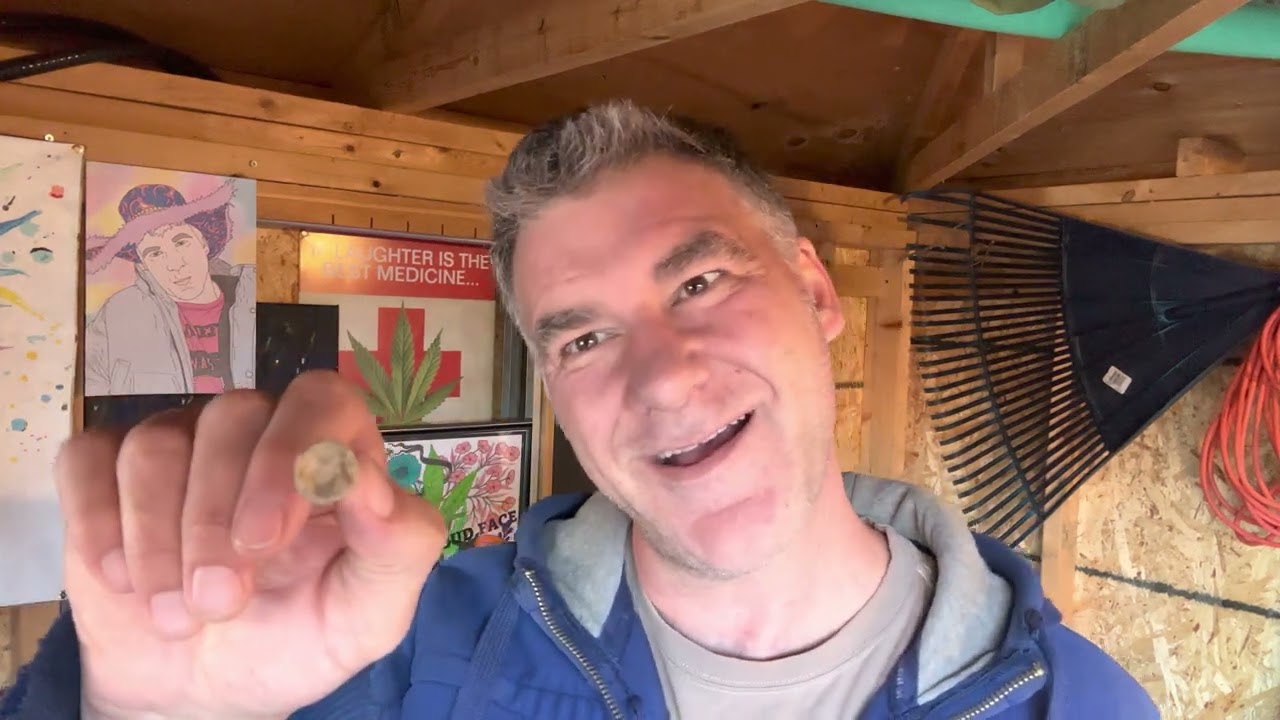 2023 05 07 The Shed! with Simply Bare Blue Dream 7g Just Perfect