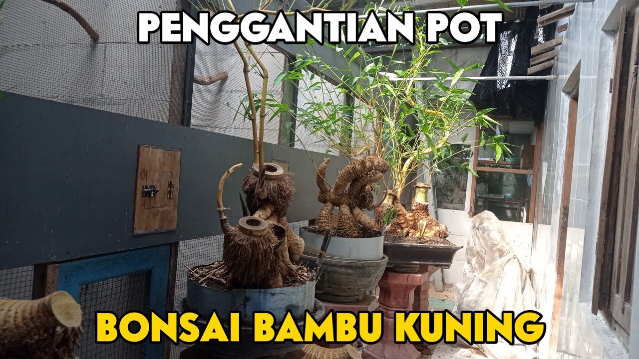 BONSAI BAMBU KUNING YANG SANGAT MEMPESONA.