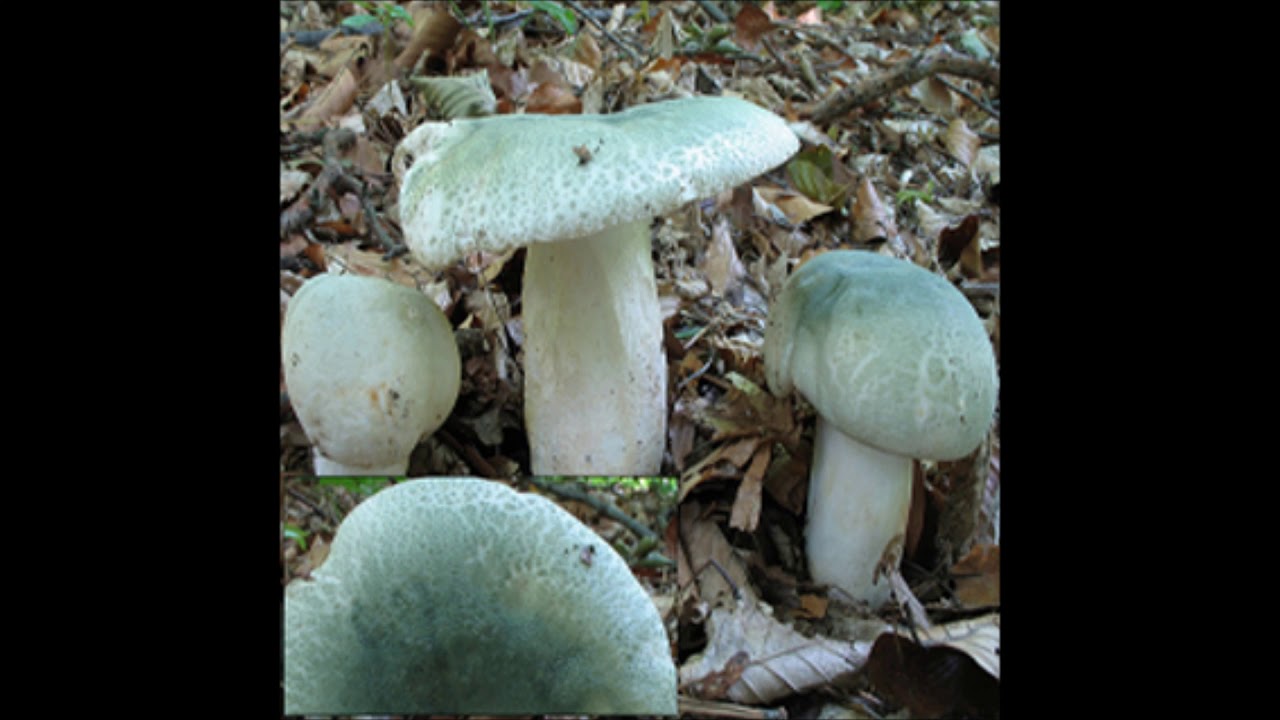 QUE SETAS SON COMESTIBLES EN DICIEMBRE